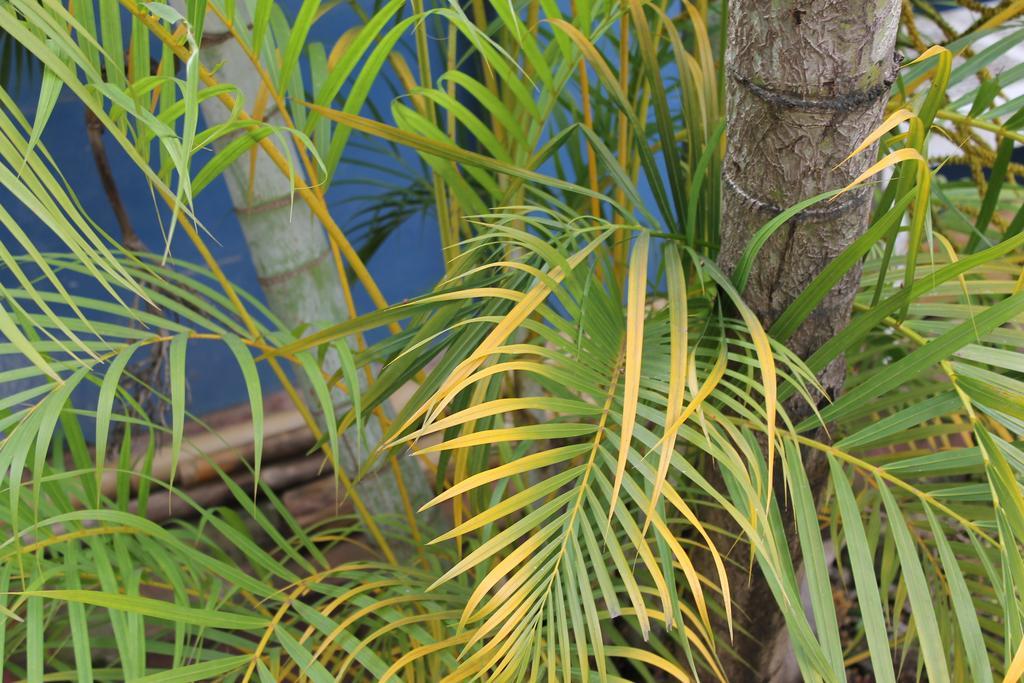 Bambu Tarapoto Hostel Exterior photo